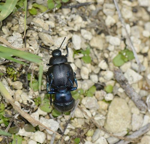 Timarcha goettingensis